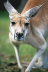 highres_kangaroo.jpg